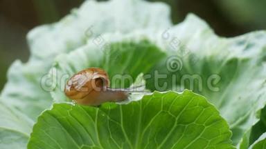 小蜗牛在雨中爬在卷心菜叶上。